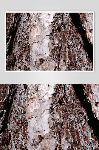 干枯树皮树纹图片