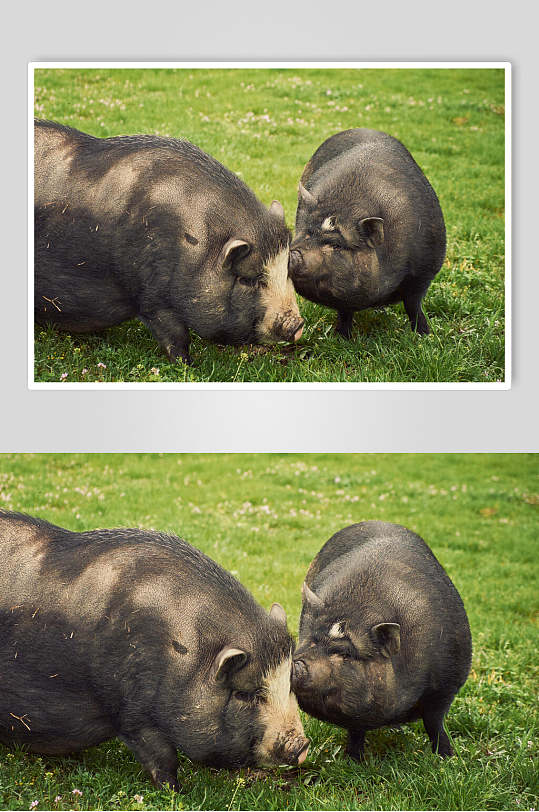 青草地猪黑猪的猪摄影图