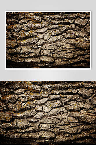 深色斑驳树皮树纹摄影图