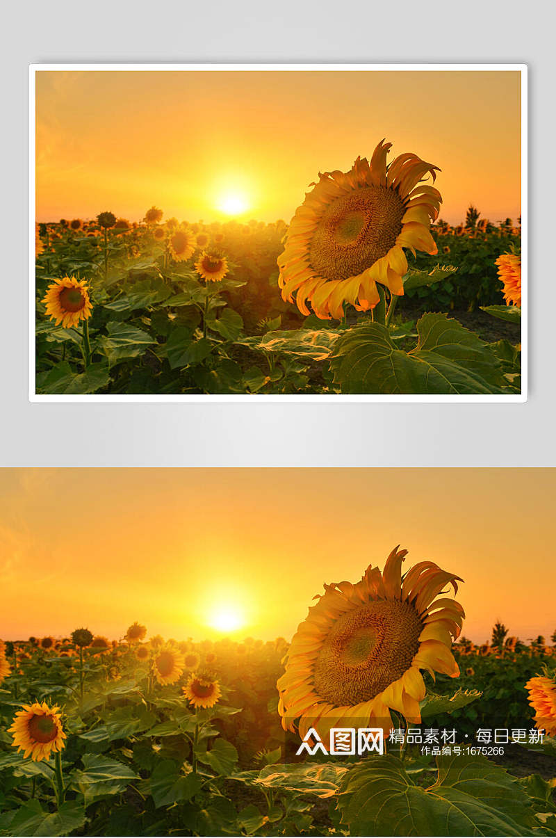 向阳向日葵高清摄影图片素材