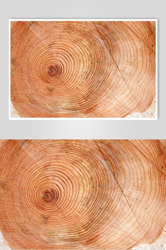 树皮树纹环形木纹横切面图片