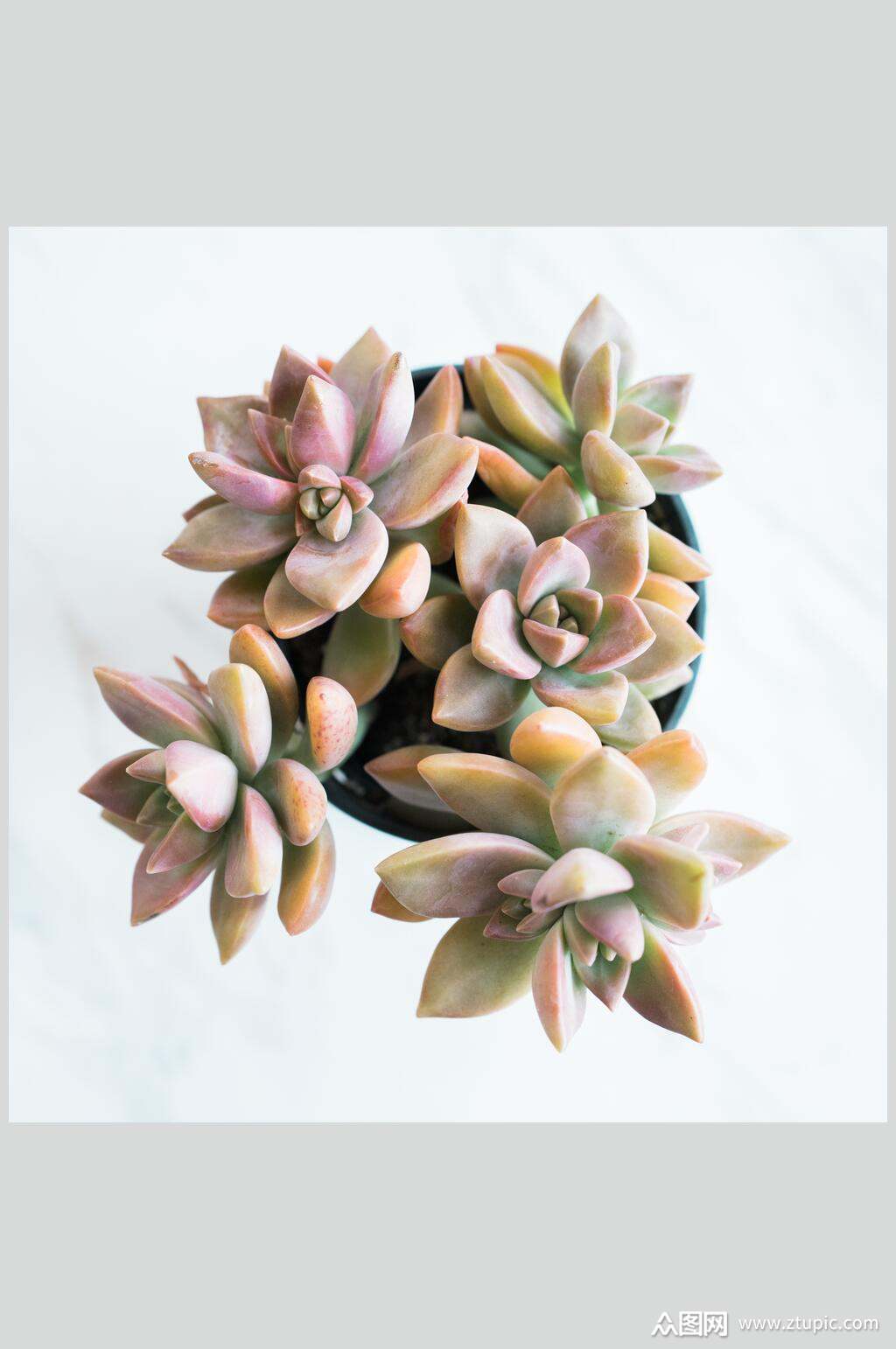 清新文艺果肉景物图片