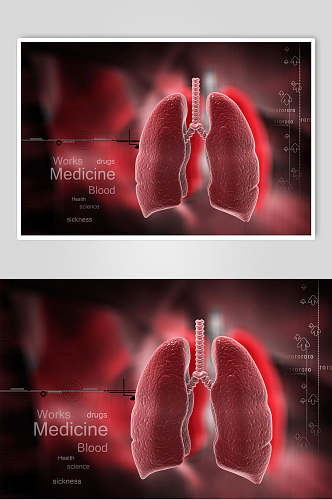 红色心脏肺部人体器官图片