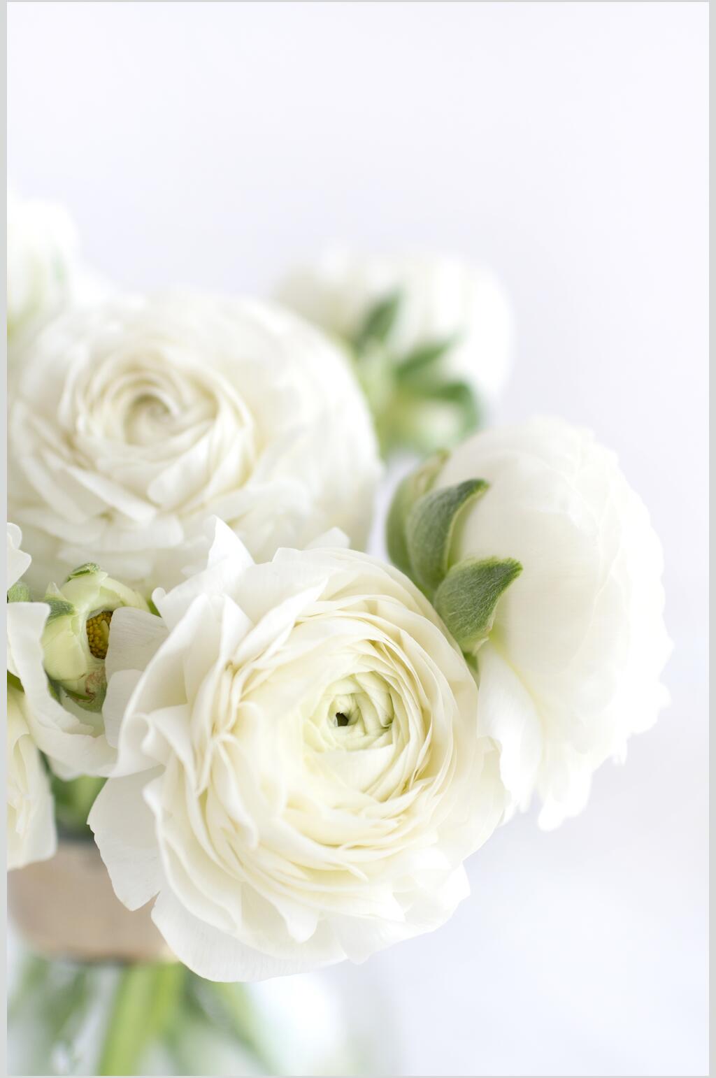 唯美纯洁白色花朵摄影图片