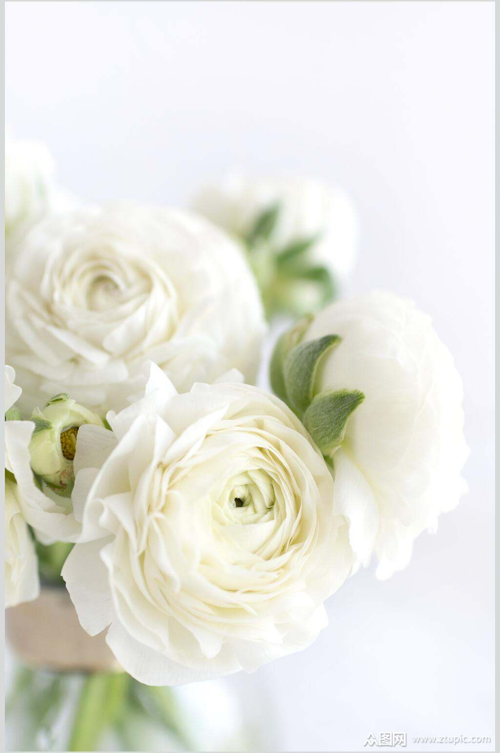 唯美纯洁白色花朵摄影图片