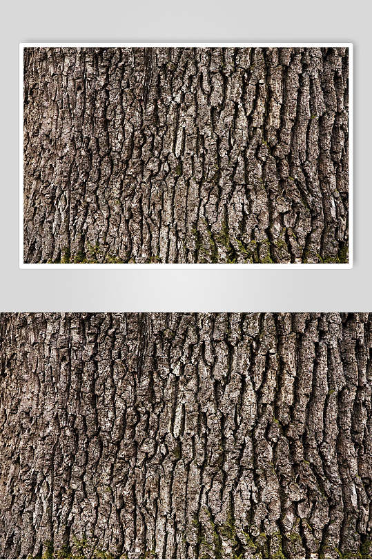 实拍树木纹理树皮摄影图