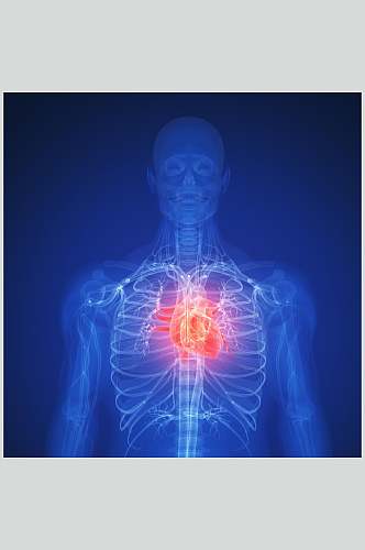 蓝色心脏肺部人体器官图片