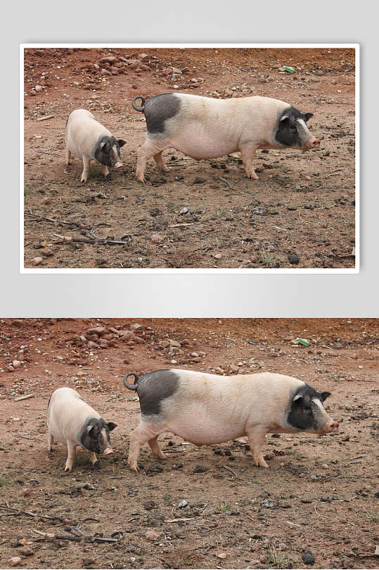 食用猪猪崽崽饲养猪外景摄影图