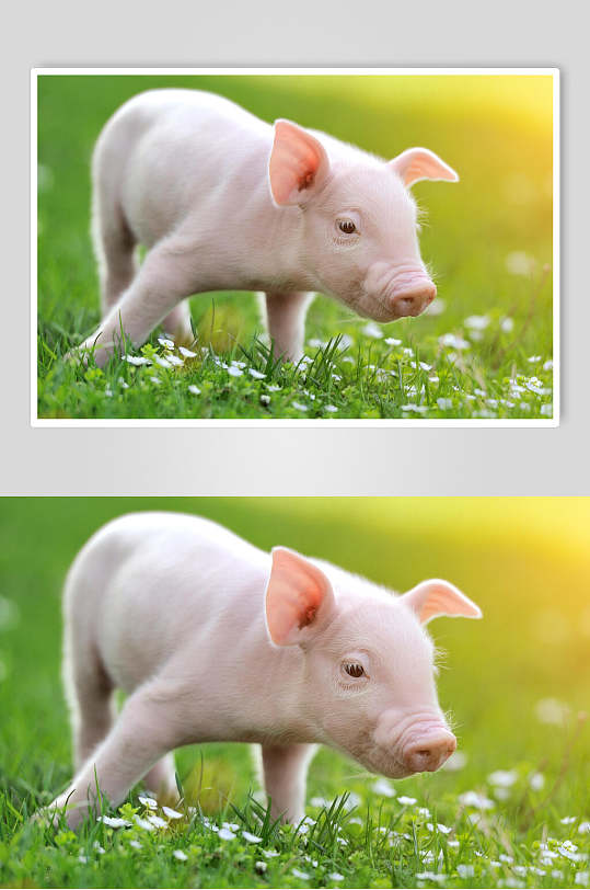 粉色猪猪饲养猪绿草地清新外景摄影图