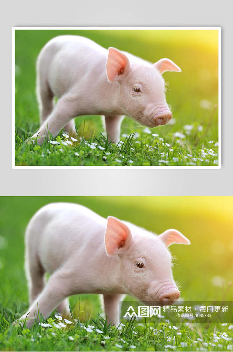粉色猪猪饲养猪绿草地清新外景摄影图素材