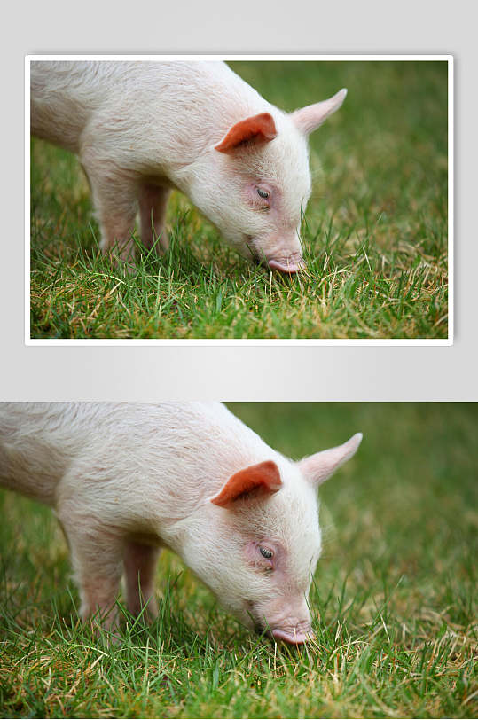 青草地猪干净的猪摄影图