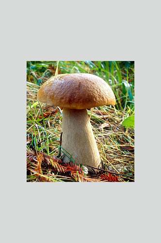 野生蘑菇特写图片