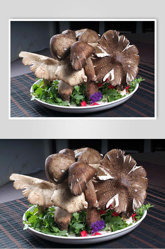 野生伞把菌子美食摄影图片