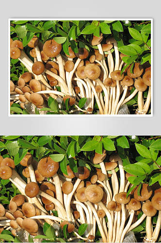 人工种植茶树菇高清图片