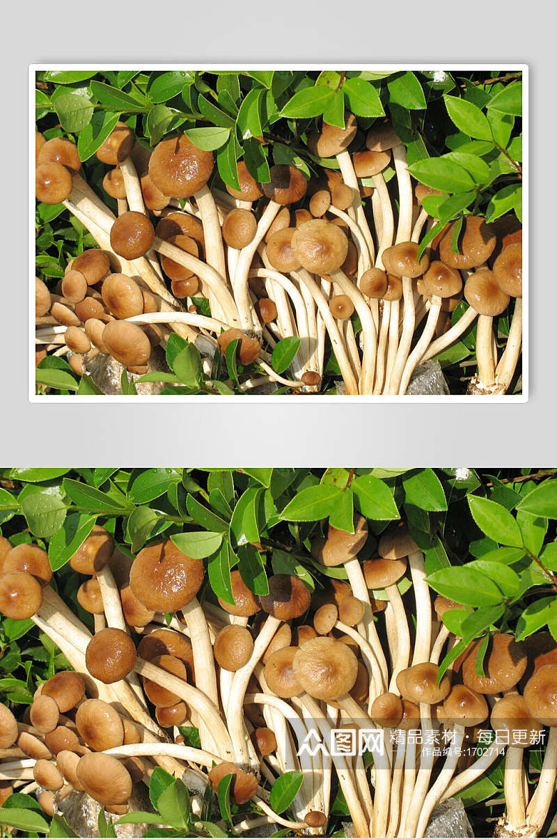 人工种植茶树菇高清图片素材