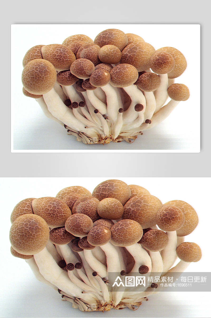 新鲜海鲜菇美食高清图片素材