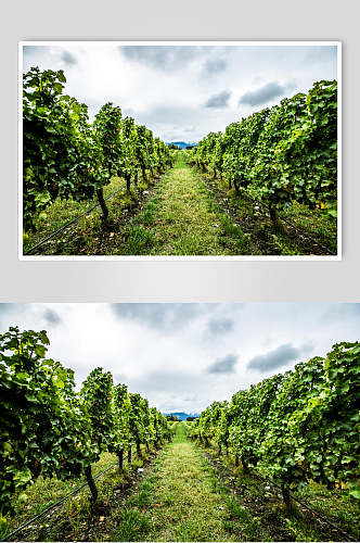 绿色葡萄园高清图片