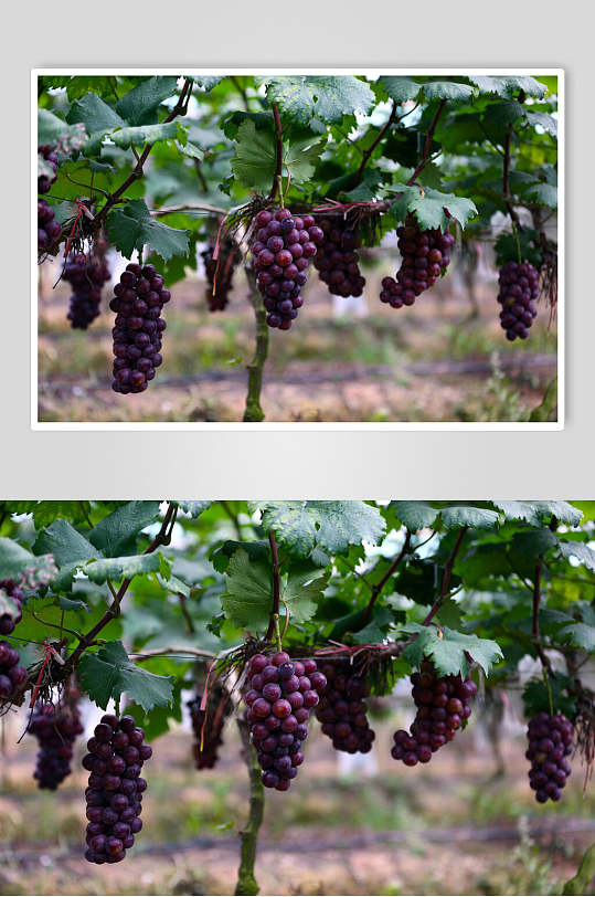 葡萄园水果园高清图片