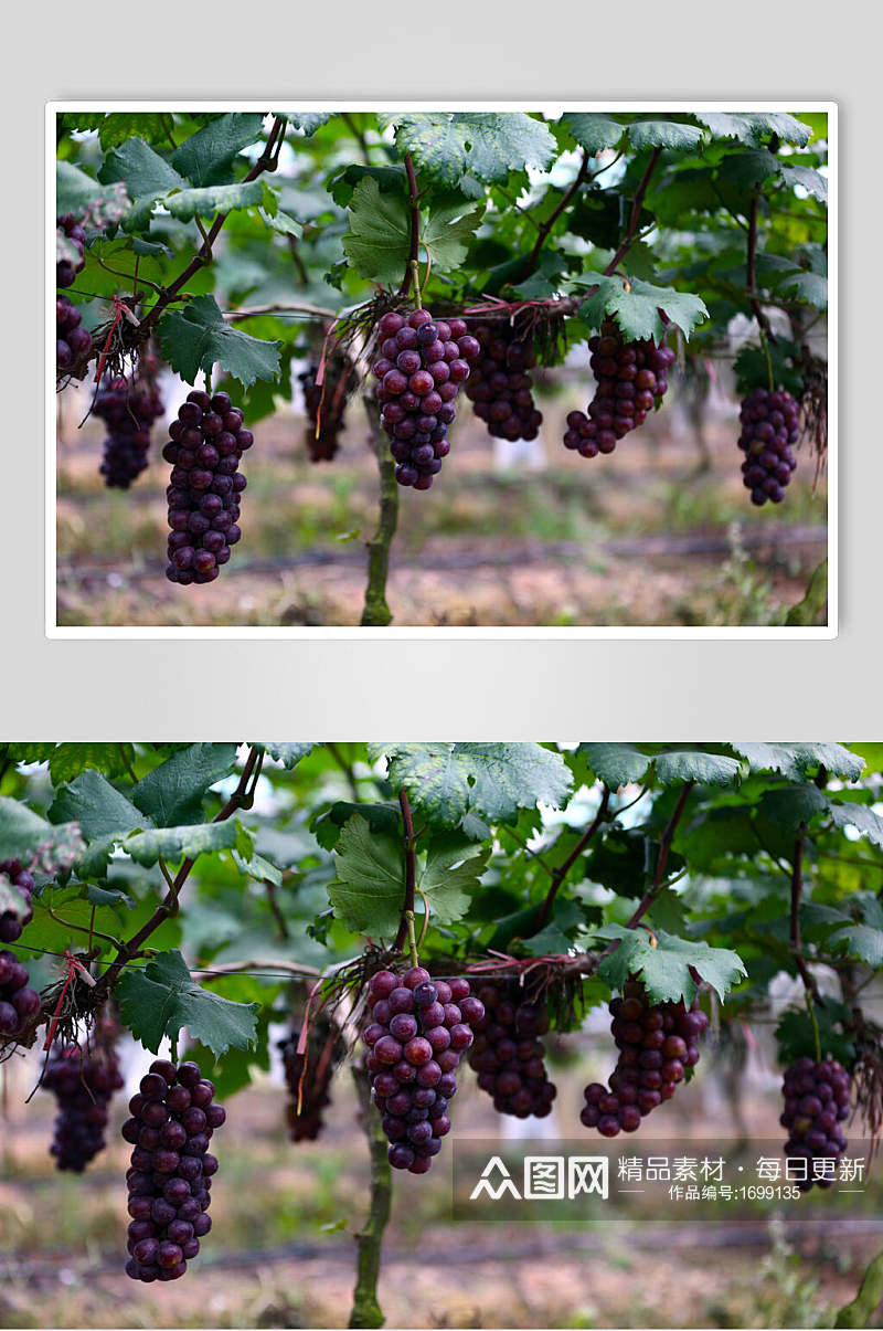 葡萄园水果园高清图片素材