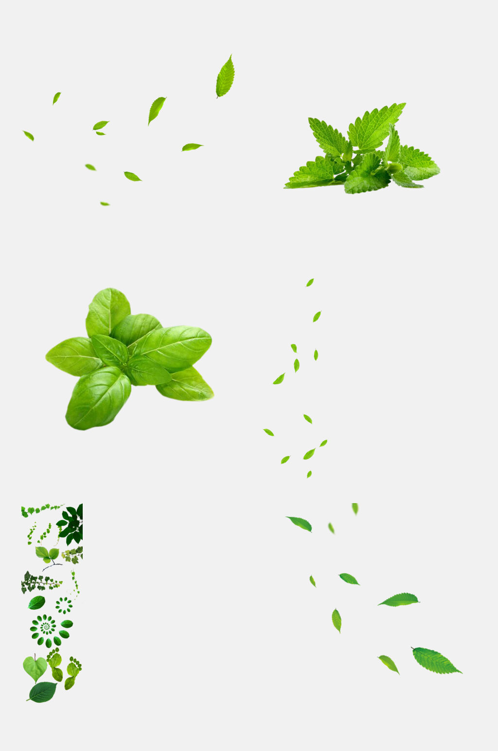 绿色薄荷叶绿色叶子免抠元素素材素材