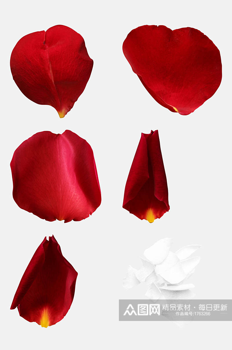 白色玫瑰花瓣免抠元素素材图片素材