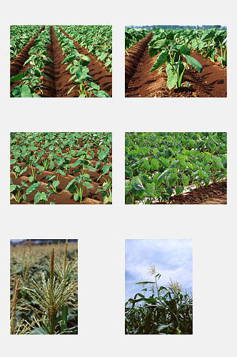 玉米瓜果田园蔬菜元素素材