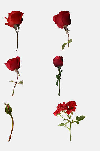 红色玫瑰花免抠元素素材