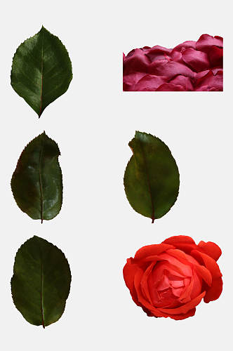 绿色玫瑰花叶免抠元素素材