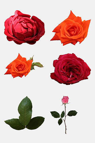 红色玫瑰花免抠元素素材