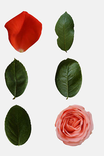 玫瑰花叶免抠元素素材