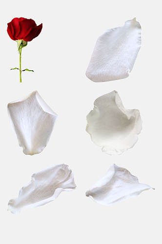 白色玫瑰花瓣免抠元素素材图片