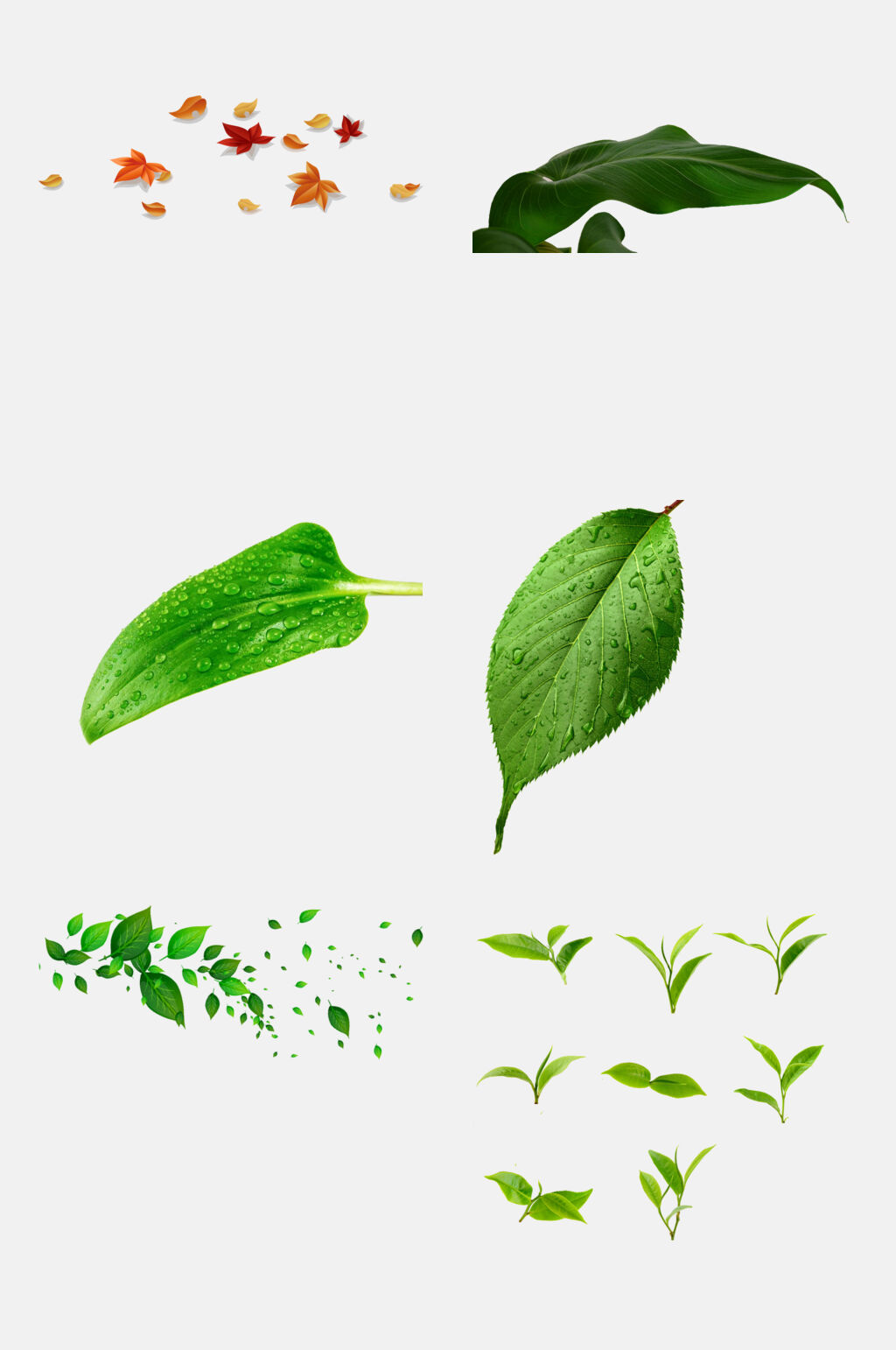 绿色薄荷叶绿色叶子免抠元素素材素材
