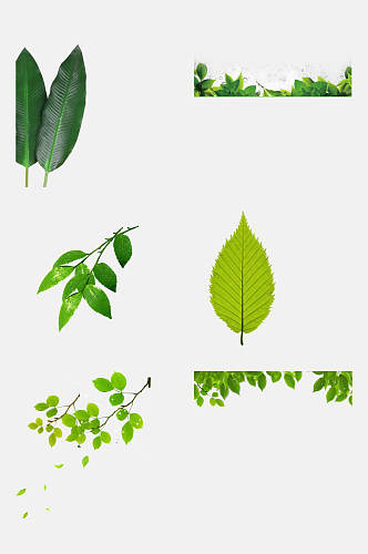 生机勃勃薄荷叶绿色叶子免抠元素素材