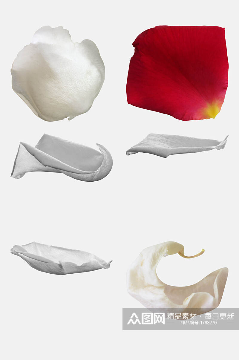 白色玫瑰花瓣免抠元素素材图片素材