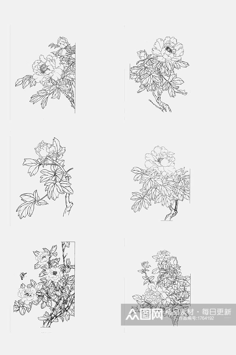 工笔白描花卉元素素材素材
