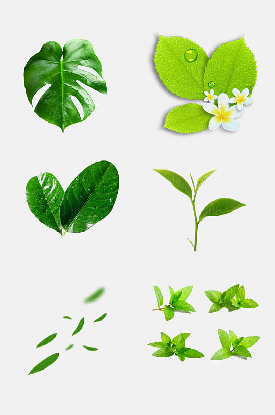 绿色薄荷叶绿色叶子免抠元素素材