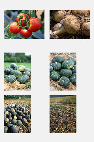 南瓜瓜果田园蔬菜元素素材