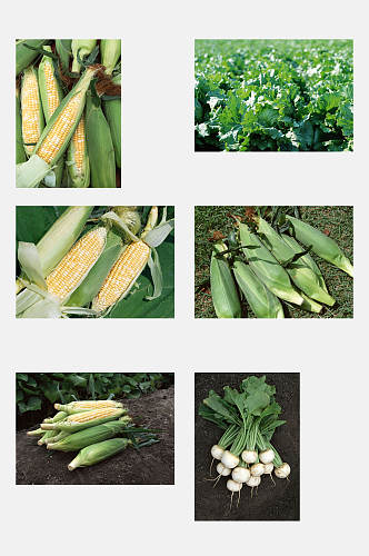 玉米瓜果田园蔬菜元素素材
