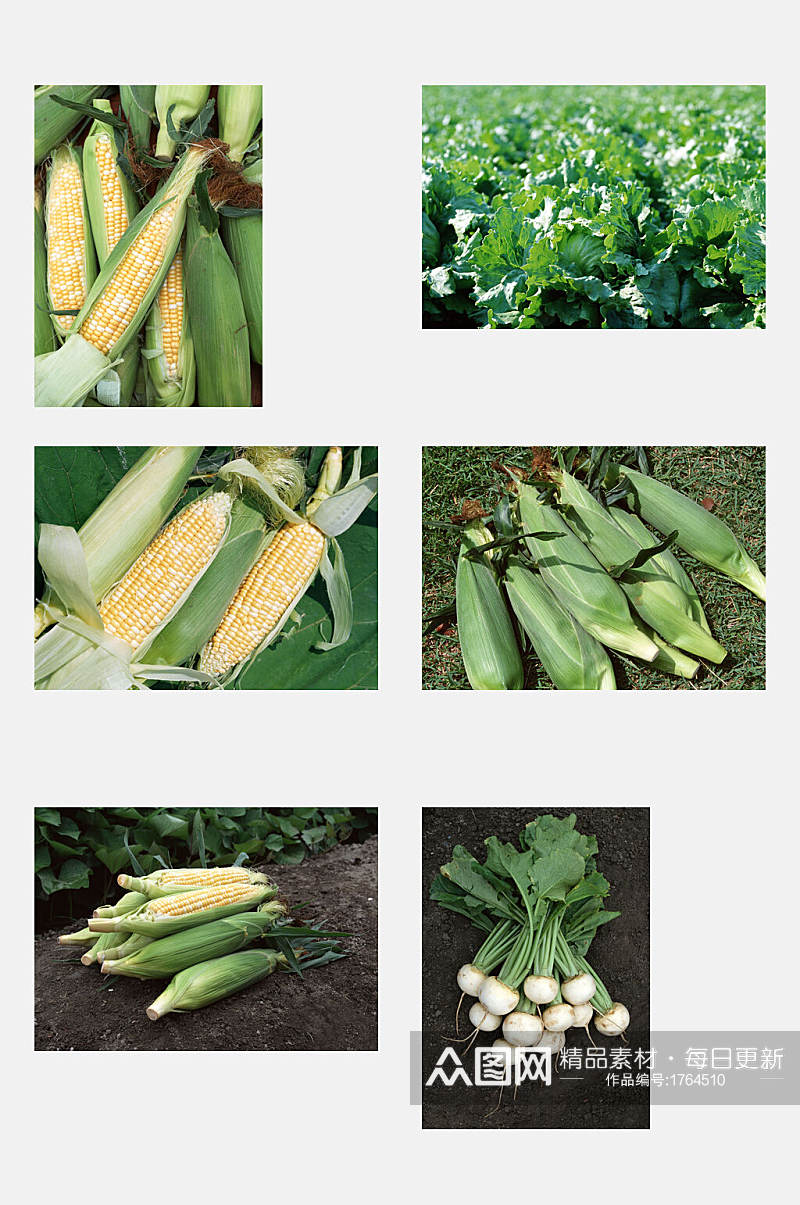 玉米瓜果田园蔬菜元素素材素材