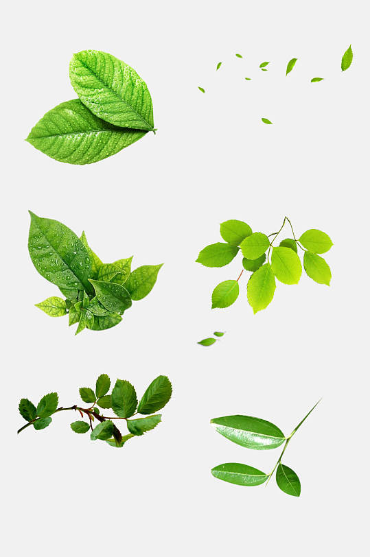 绿色薄荷叶绿色叶子免抠元素素材