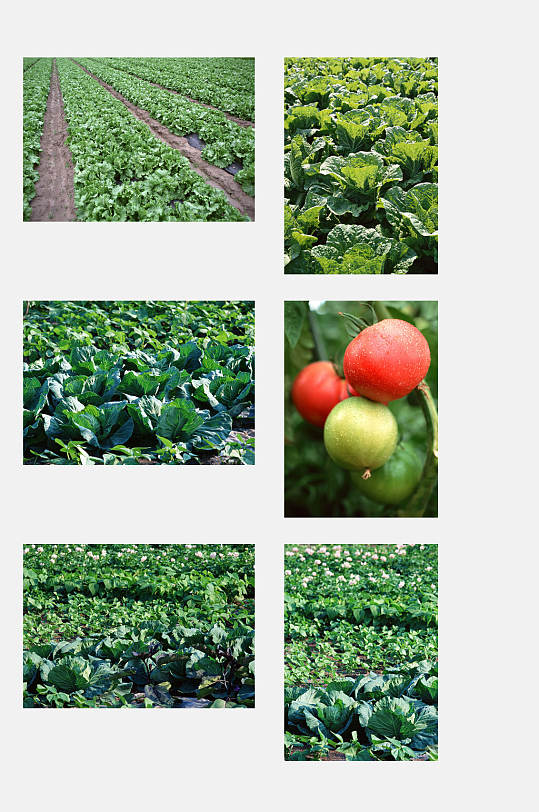 秧苗瓜果田园蔬菜元素素材