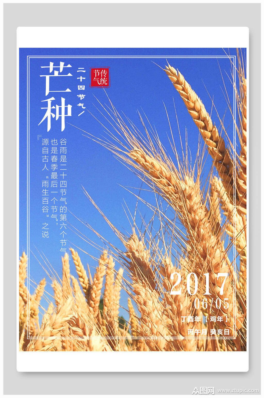 小麦二十四节气芒种海报