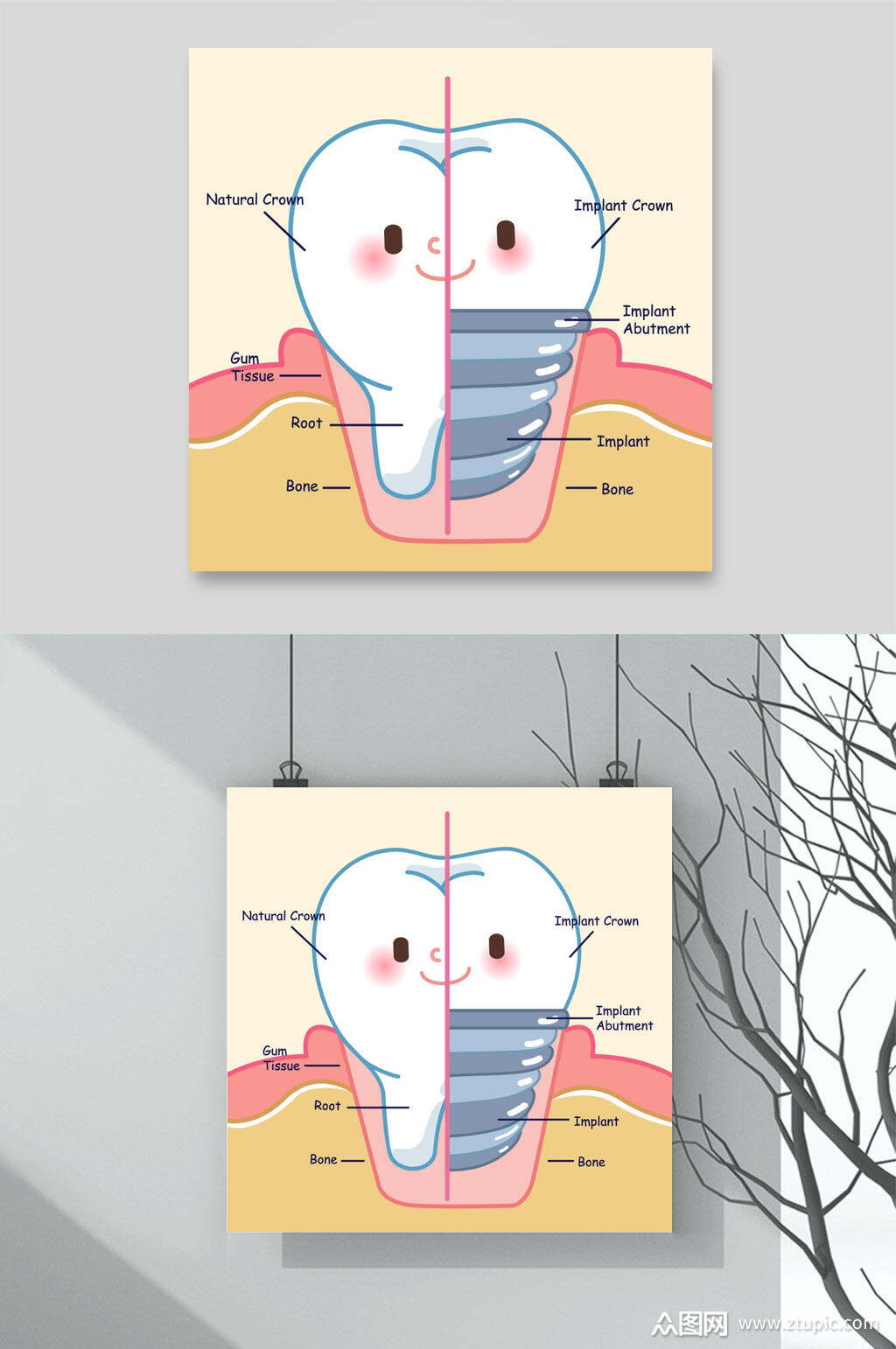 萌系牙齿结构爱牙日爱护牙齿卡通插画
