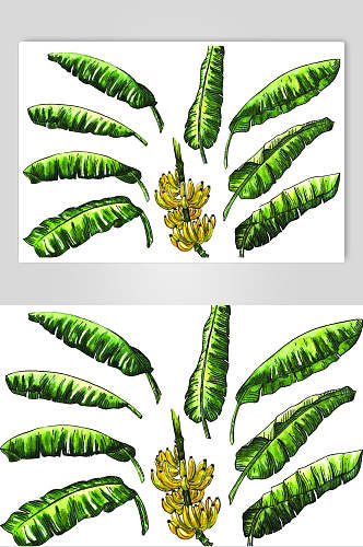 叶子香蕉北欧植物龟背叶素材