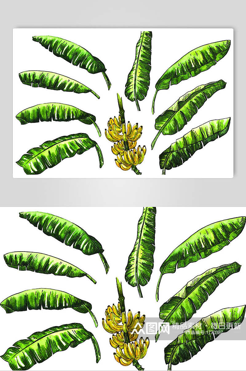 叶子香蕉北欧植物龟背叶素材素材