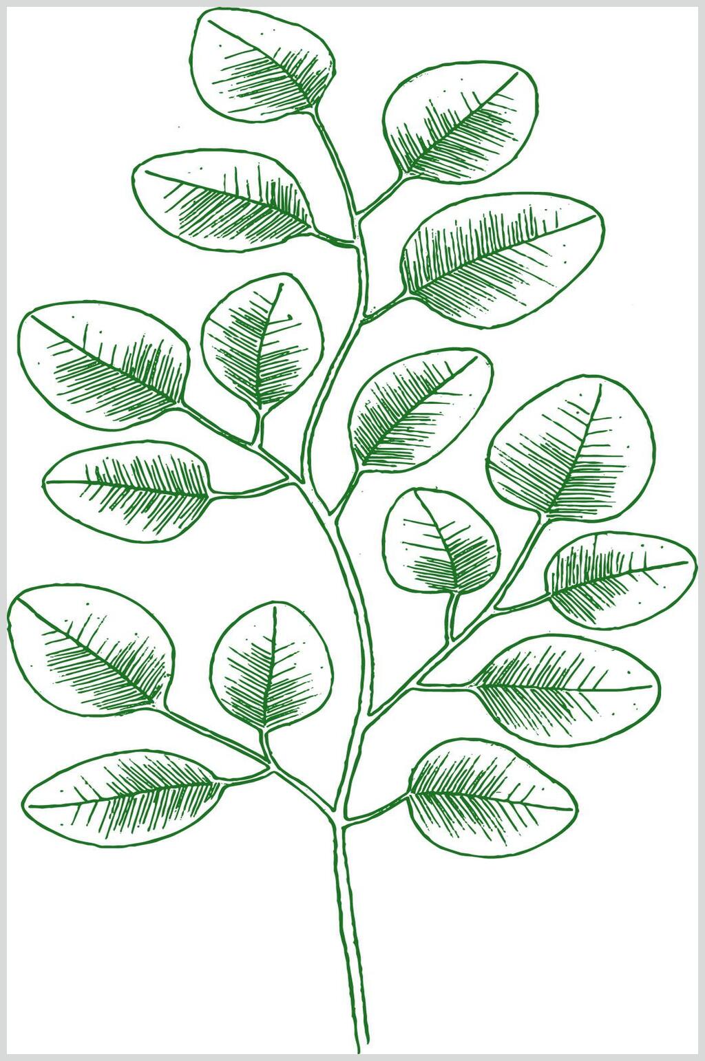原创画小清新植物叶子元素素材素材