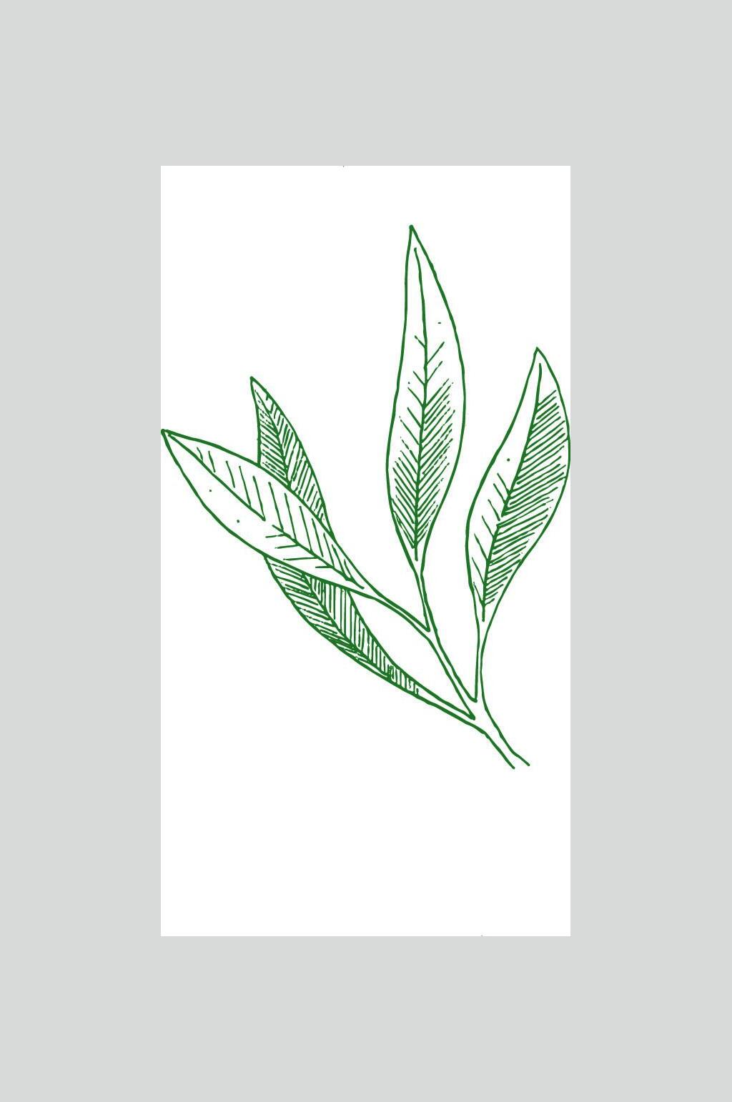 长叶绿色小清新植物叶子素材素材