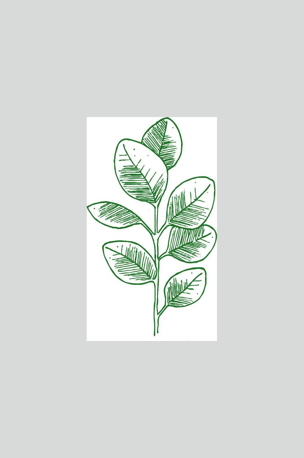 手绘画小清新植物叶子元素素材素材