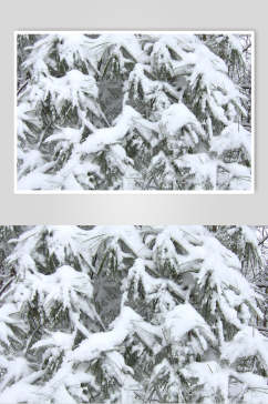 冰雪压树图片