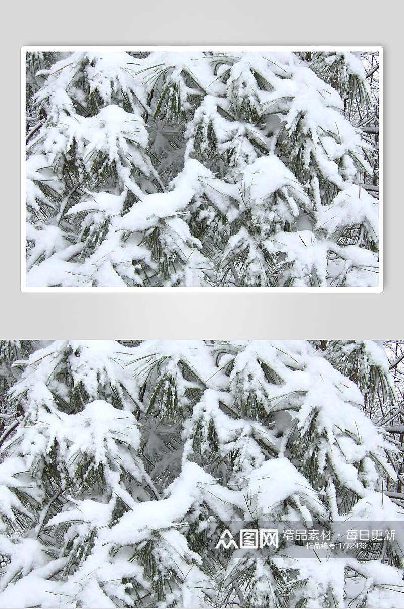 冰雪压树图片素材